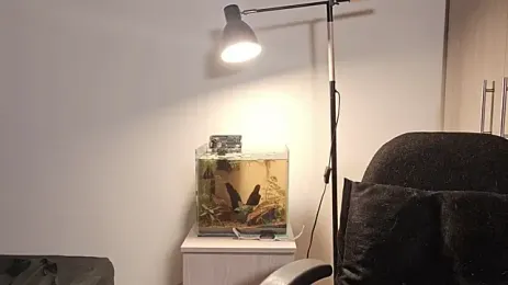 Mia_belmont 스트림 이미지